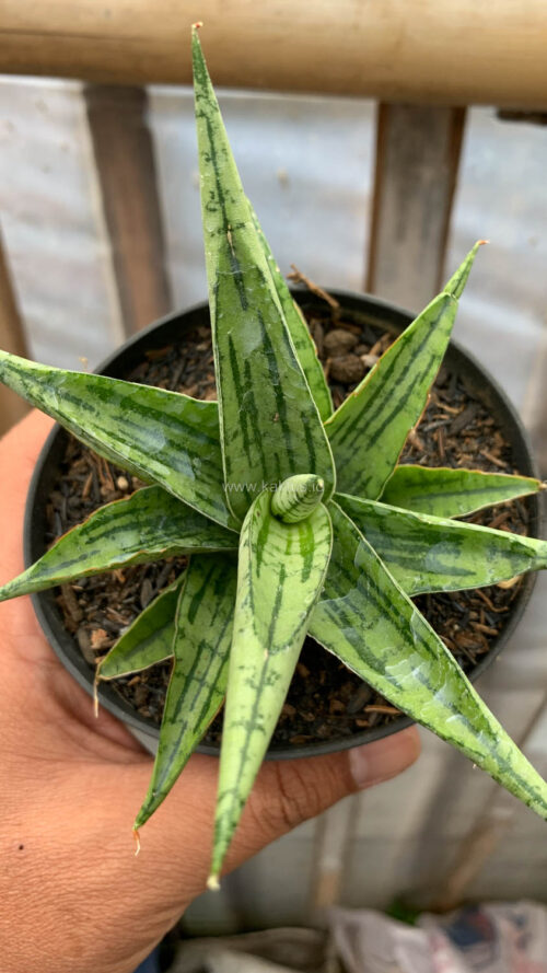 Sansevieria Irish Bella, real gallery image #8 plants. Picture taken directly from kaktus.id community Sansevieria farmer green houses.