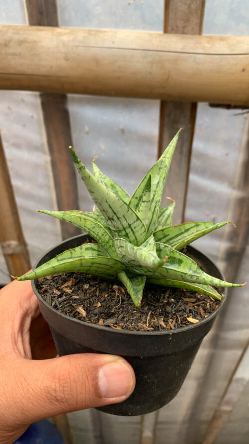 Sansevieria Irish Bella, real gallery image #2 plants. Picture taken directly from kaktus.id community Sansevieria farmer green houses.