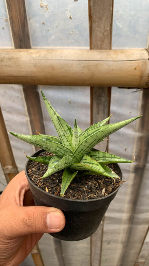 Sansevieria Irish Bella, real gallery image #9 plants. Picture taken directly from kaktus.id community Sansevieria farmer green houses.