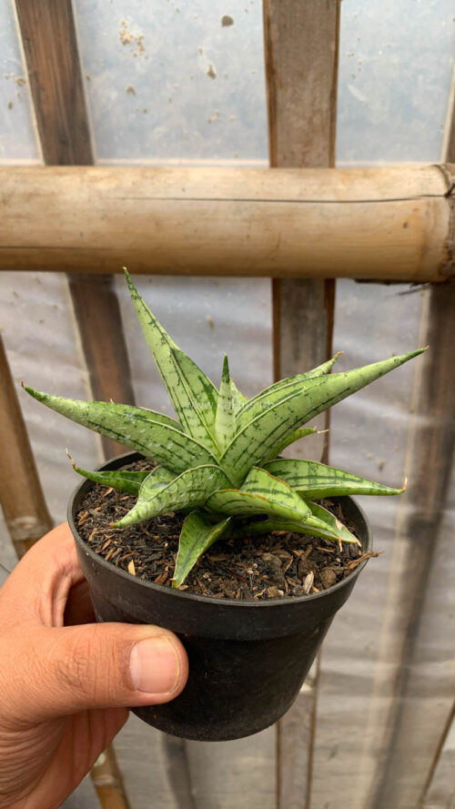 Sansevieria Irish Bella, real gallery image #7 plants. Picture taken directly from kaktus.id community Sansevieria farmer green houses.