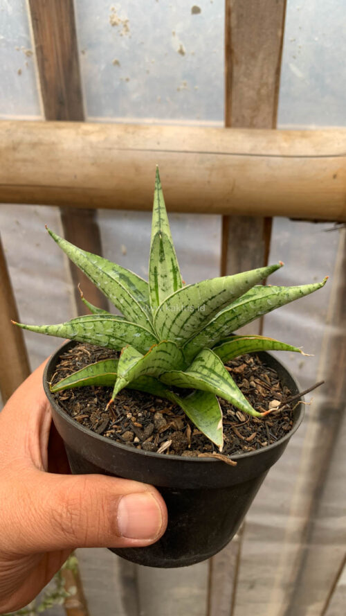 Sansevieria Irish Bella, real gallery image #10 plants. Picture taken directly from kaktus.id community Sansevieria farmer green houses.