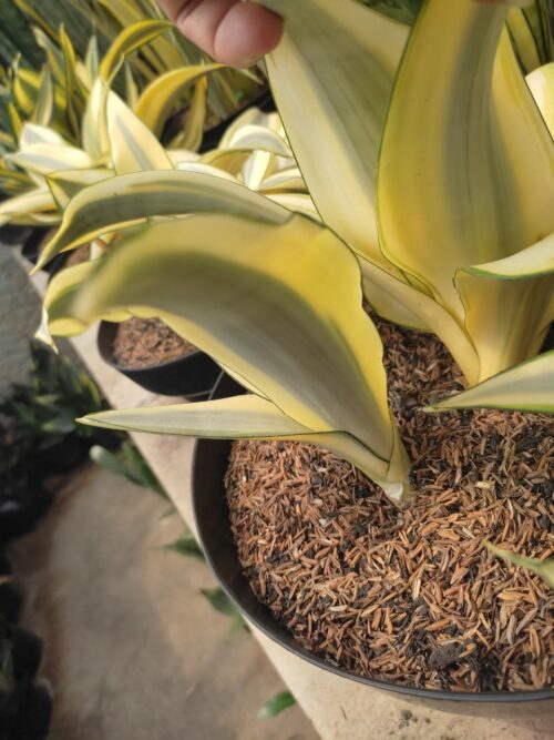 Sansevieria Splash, real gallery image #3 plants. Picture taken directly from kaktus.id community Sansevieria farmer green houses.