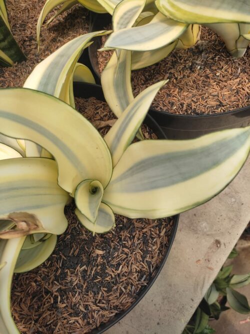 Sansevieria Splash, real gallery image #5 plants. Picture taken directly from kaktus.id community Sansevieria farmer green houses.