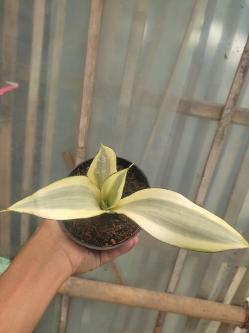 Sansevieria Splash, real gallery image #9 plants. Picture taken directly from kaktus.id community Sansevieria farmer green houses.