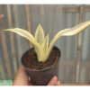 Sansevieria Splash, real feature image plant. Picture taken directly from kaktus.id community Sansevieria farmer green houses.