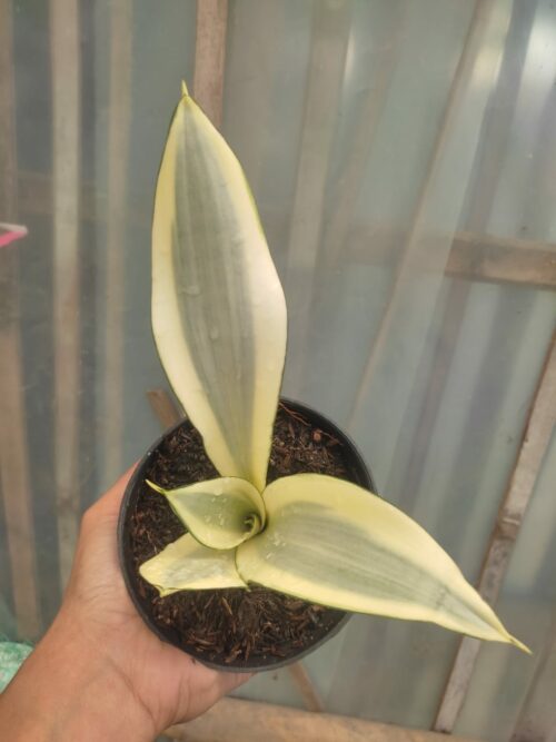 Sansevieria Splash, real gallery image #4 plants. Picture taken directly from kaktus.id community Sansevieria farmer green houses.