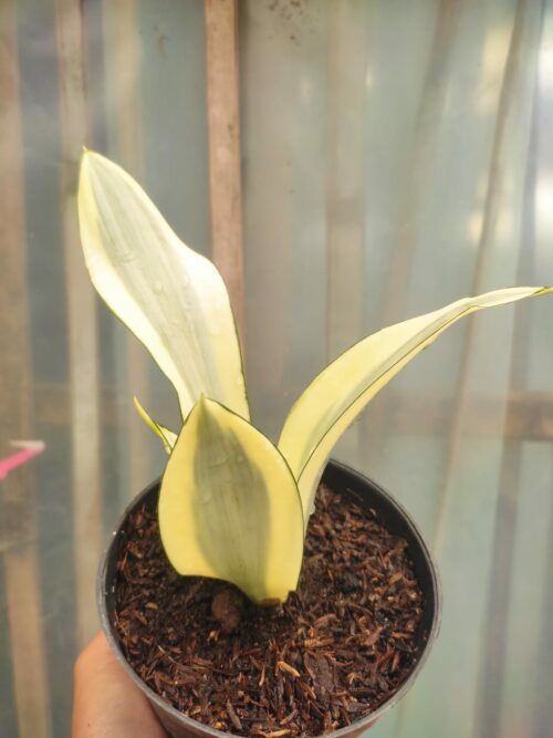 Sansevieria Splash, real gallery image #2 plants. Picture taken directly from kaktus.id community Sansevieria farmer green houses.