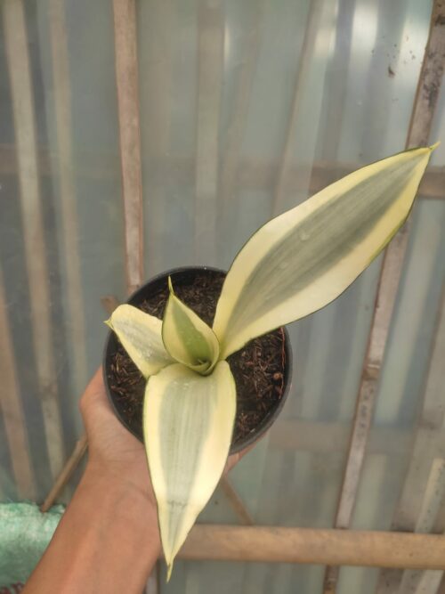 Sansevieria Splash, real gallery image #6 plants. Picture taken directly from kaktus.id community Sansevieria farmer green houses.