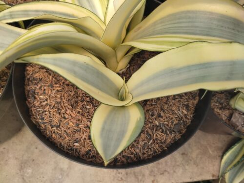 Sansevieria Splash, real gallery image #7 plants. Picture taken directly from kaktus.id community Sansevieria farmer green houses.