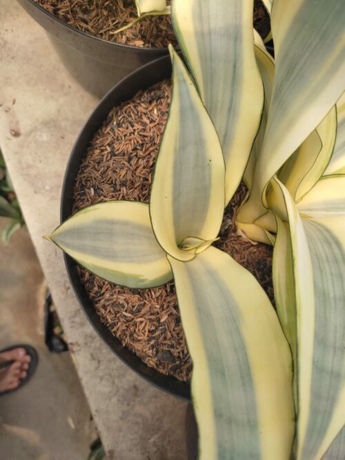 Sansevieria Splash, real gallery image #8 plants. Picture taken directly from kaktus.id community Sansevieria farmer green houses.