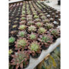 Echeveria Red Prince Mutation 20 Pcs, real feature image plant. Picture taken directly from kaktus.id community Echeveria farmer green houses.