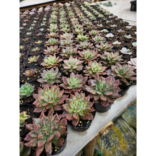 Echeveria Red Prince Mutation 20 Pcs