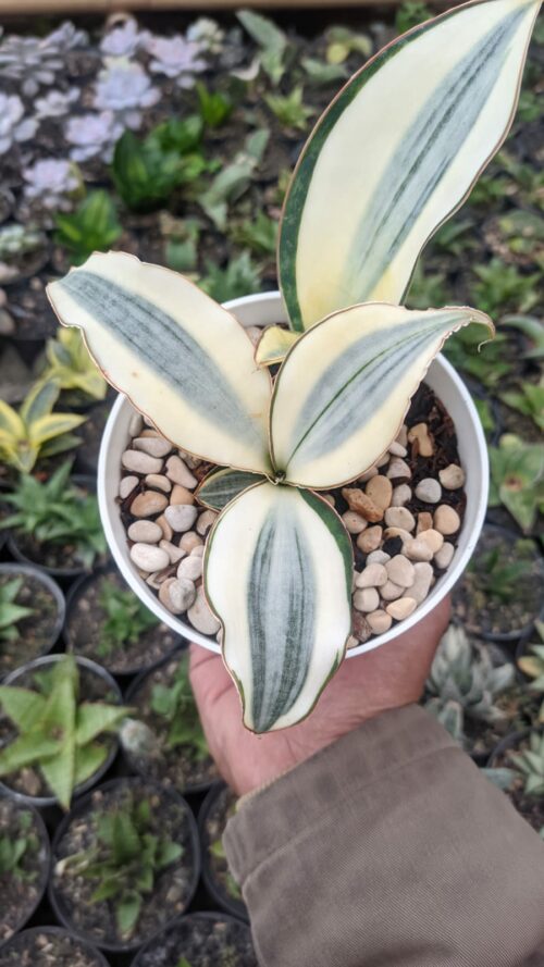 Sansevieria Masoniana Aurea White Variegated Rosettete, real gallery image #8 plants. Picture taken directly from kaktus.id community Sansevieria farmer green houses.