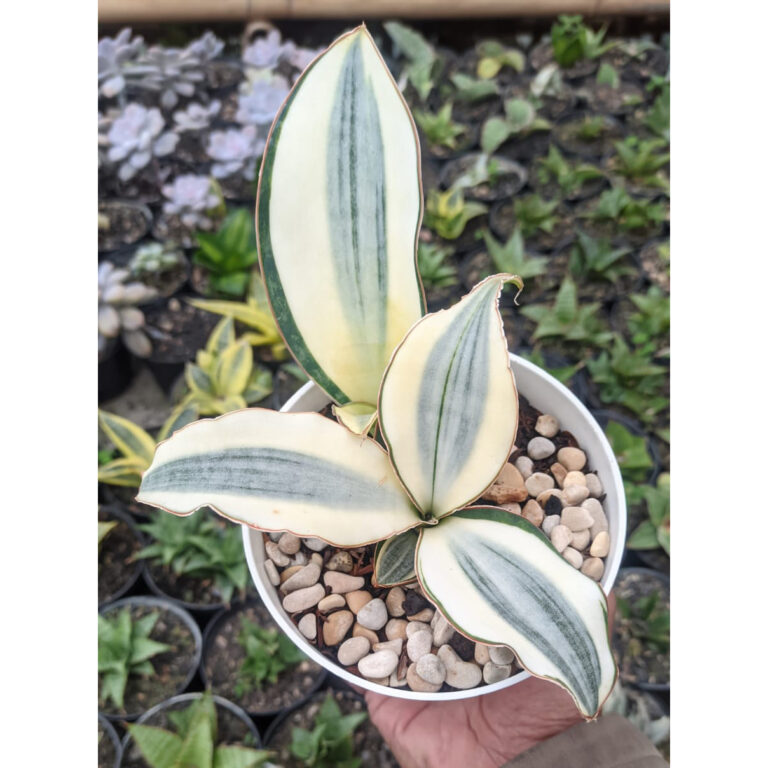 457. Sansevieria Masoniana Aurea White Variegated Rosettete