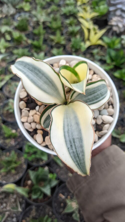 Sansevieria Masoniana Aurea White Variegated Rosettete, real gallery image #2 plants. Picture taken directly from kaktus.id community Sansevieria farmer green houses.