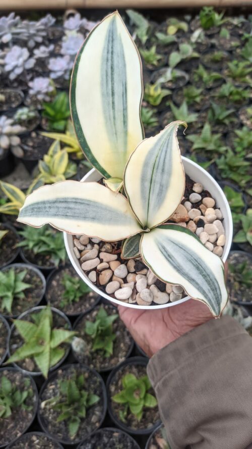 Sansevieria Masoniana Aurea White Variegated Rosettete, real gallery image #6 plants. Picture taken directly from kaktus.id community Sansevieria farmer green houses.