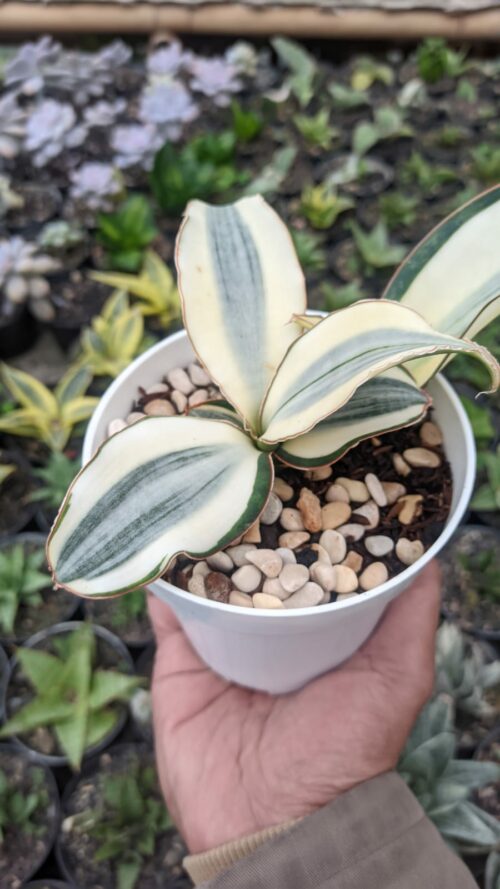 Sansevieria Masoniana Aurea White Variegated Rosettete, real gallery image #4 plants. Picture taken directly from kaktus.id community Sansevieria farmer green houses.