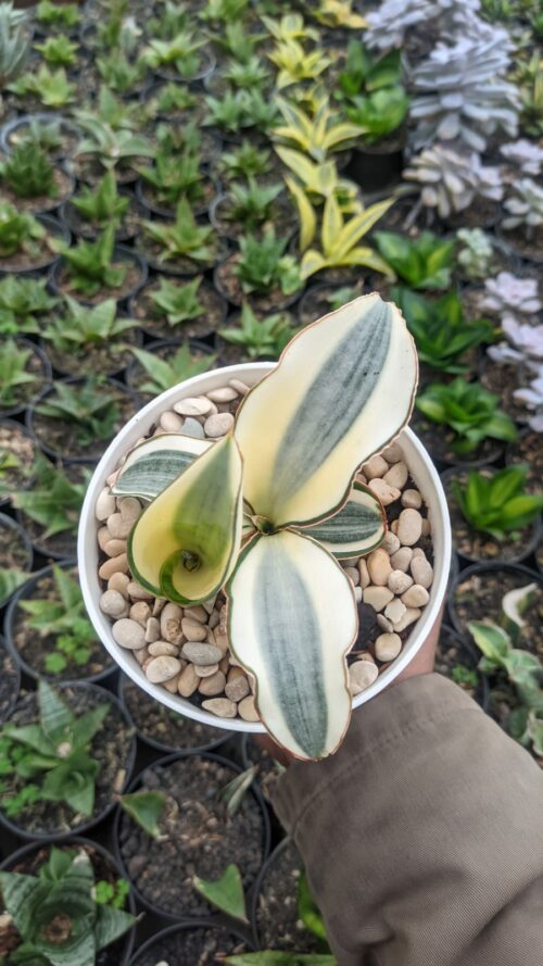 Sansevieria Masoniana Aurea White Variegated Rosettete, real gallery image #5 plants. Picture taken directly from kaktus.id community Sansevieria farmer green houses.