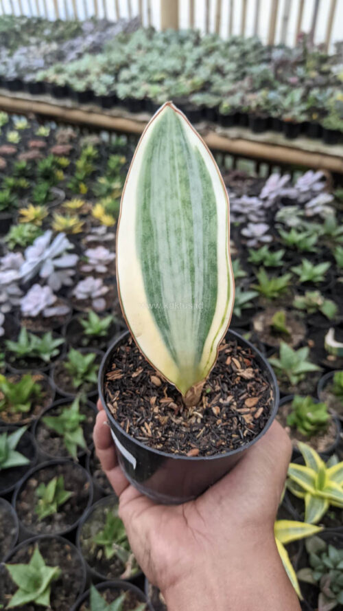 Sansevieria Masoniana Variegated, real gallery image #2 plants. Picture taken directly from kaktus.id community Sansevieria farmer green houses.