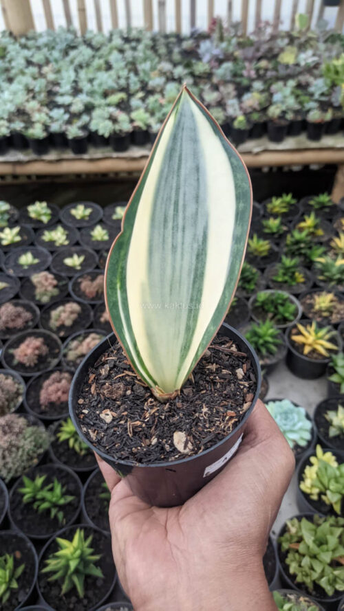 Sansevieria Masoniana Variegated, real gallery image #3 plants. Picture taken directly from kaktus.id community Sansevieria farmer green houses.