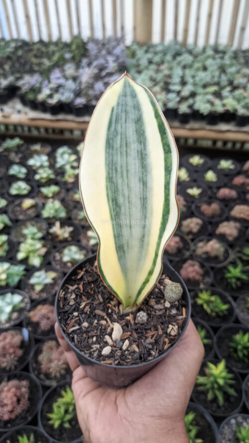 Sansevieria Masoniana Variegated, real gallery image #4 plants. Picture taken directly from kaktus.id community Sansevieria farmer green houses.