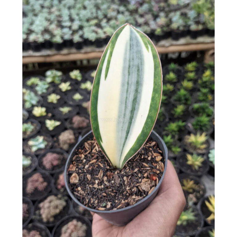 1529. Sansevieria Masoniana Variegated