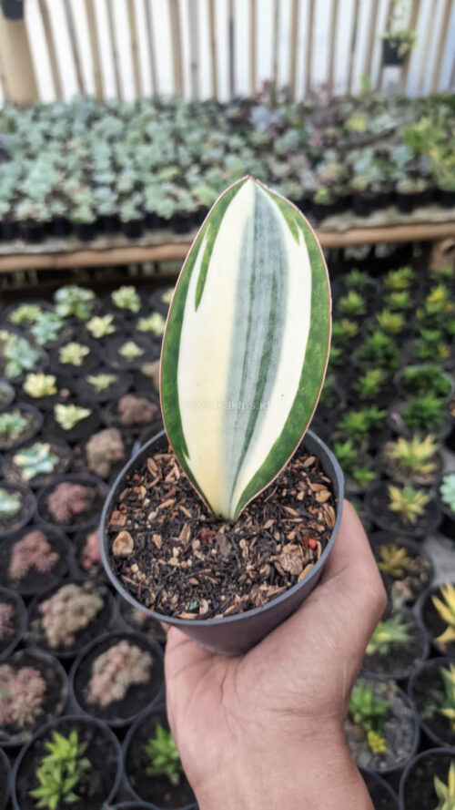 Sansevieria Masoniana Variegated, real gallery image #1 plants. Picture taken directly from kaktus.id community Sansevieria farmer green houses.