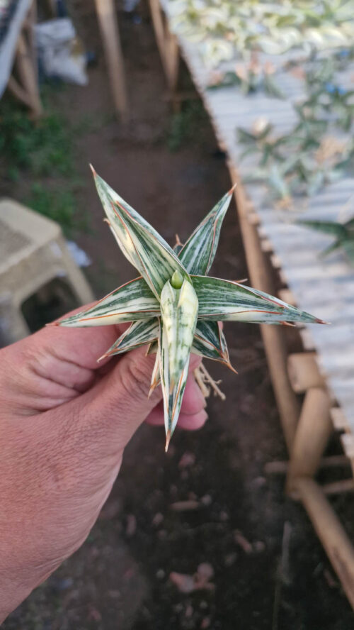 Sansevieria Blue Clone White Variegated, real gallery image #8 plants. Picture taken directly from kaktus.id community Sansevieria farmer green houses.