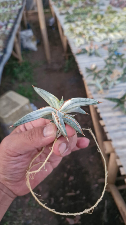 Sansevieria Blue Clone White Variegated, real gallery image #2 plants. Picture taken directly from kaktus.id community Sansevieria farmer green houses.