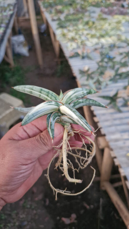 Sansevieria Blue Clone White Variegated, real gallery image #4 plants. Picture taken directly from kaktus.id community Sansevieria farmer green houses.