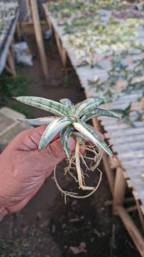 Sansevieria Blue Clone White Variegated, real gallery image #6 plants. Picture taken directly from kaktus.id community Sansevieria farmer green houses.