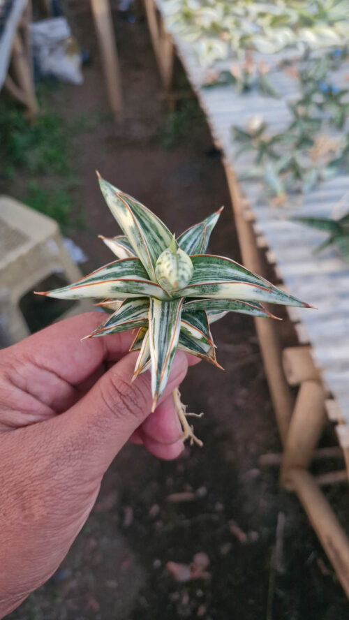 Sansevieria Blue Clone White Variegated, real gallery image #14 plants. Picture taken directly from kaktus.id community Sansevieria farmer green houses.