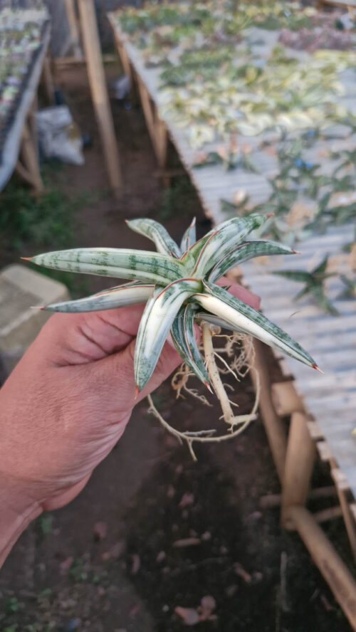 Sansevieria Blue Clone White Variegated, real gallery image #10 plants. Picture taken directly from kaktus.id community Sansevieria farmer green houses.
