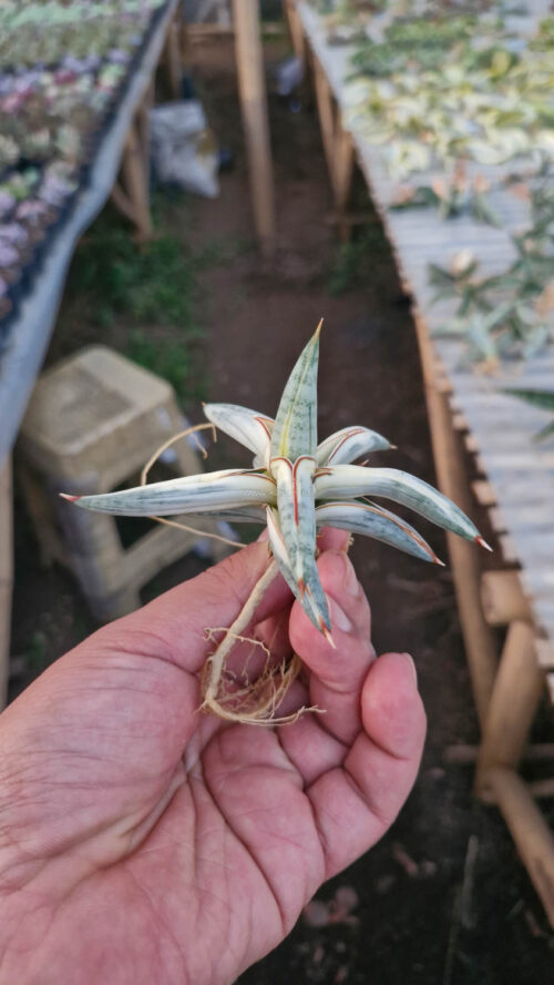 Sansevieria Blue Clone White Variegated, real gallery image #12 plants. Picture taken directly from kaktus.id community Sansevieria farmer green houses.