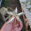 Sansevieria Blue Clone White Variegated, real feature image plant. Picture taken directly from kaktus.id community Sansevieria farmer green houses.