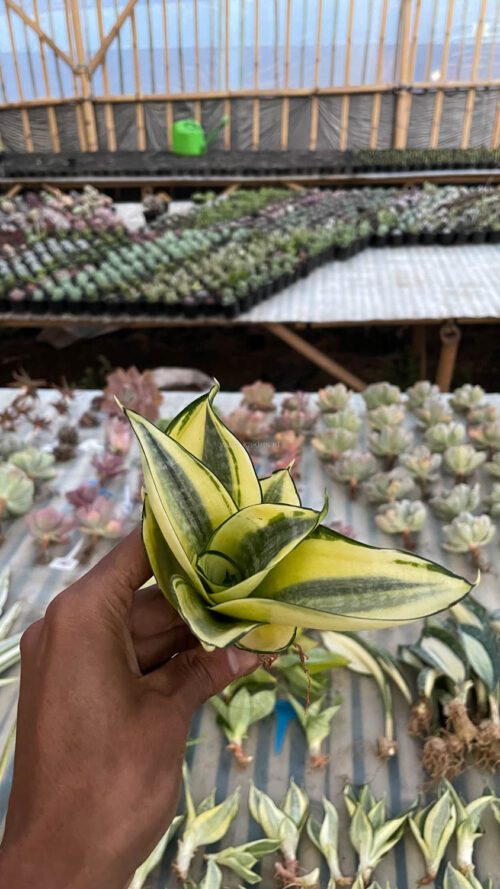 Sansevieria Golden White Hahii, real gallery image #32 plants. Picture taken directly from kaktus.id community Sansevieria farmer green houses.