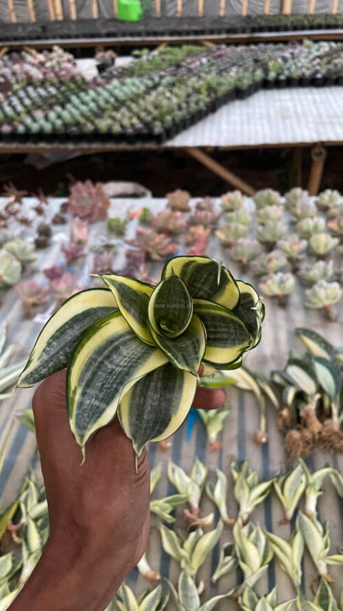 Sansevieria Golden White Hahii, real gallery image #19 plants. Picture taken directly from kaktus.id community Sansevieria farmer green houses.
