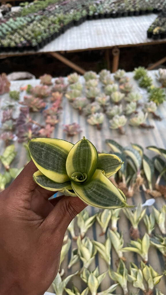 kaktus.id