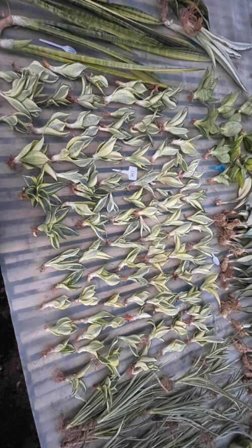 Sansevieria Golden White Hahii, real gallery image #31 plants. Picture taken directly from kaktus.id community Sansevieria farmer green houses.