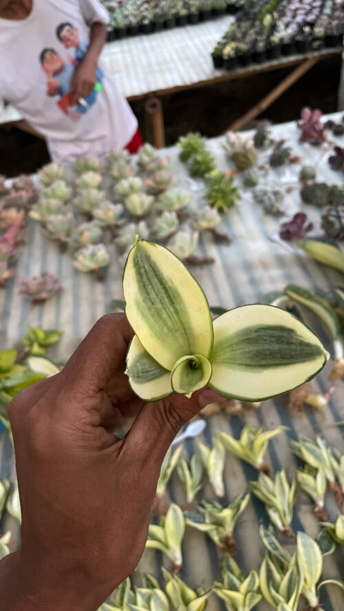 Sansevieria Golden White Hahii, real gallery image #5 plants. Picture taken directly from kaktus.id community Sansevieria farmer green houses.