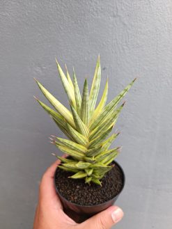 Sansevieria Francisii Gracilis Variegated, real gallery image #2 plants. Picture taken directly from kaktus.id community Sansevieria farmer green houses.