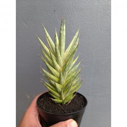 Sansevieria Francisii Gracilis Variegated, real feature image plant. Picture taken directly from kaktus.id community Sansevieria farmer green houses.