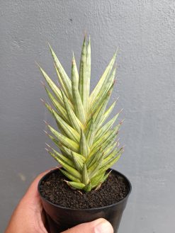 Sansevieria Francisii Gracilis Variegated, real gallery image #3 plants. Picture taken directly from kaktus.id community Sansevieria farmer green houses.