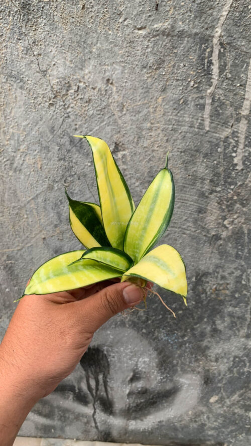 Sansevieria Futura Hendrika Golden Solid, real gallery image #6 plants. Picture taken directly from kaktus.id community Sansevieria farmer green houses.