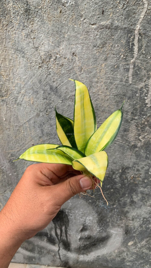 Sansevieria Futura Hendrika Golden Solid, real gallery image #21 plants. Picture taken directly from kaktus.id community Sansevieria farmer green houses.