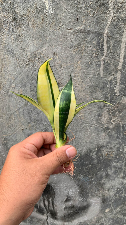 Sansevieria Futura Hendrika Golden Solid, real gallery image #14 plants. Picture taken directly from kaktus.id community Sansevieria farmer green houses.