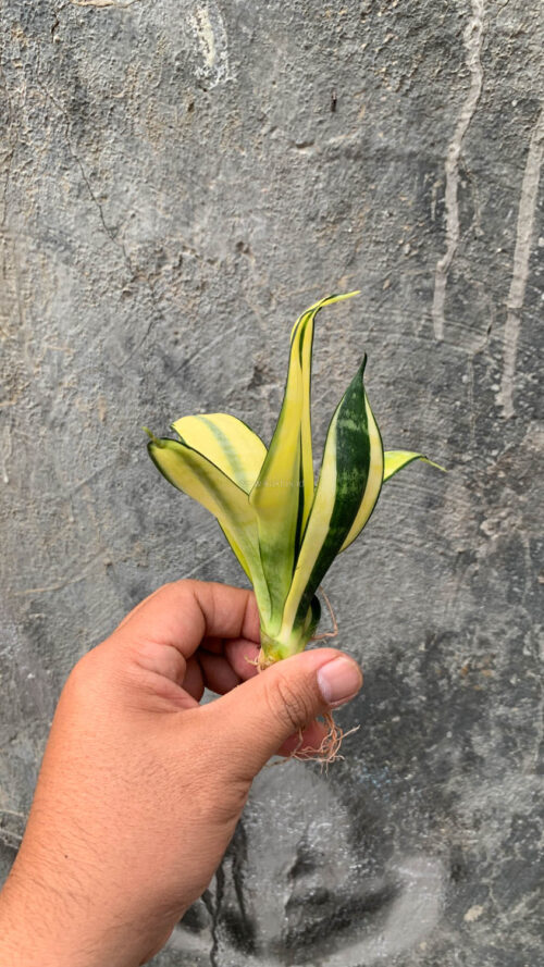 Sansevieria Futura Hendrika Golden Solid, real gallery image #2 plants. Picture taken directly from kaktus.id community Sansevieria farmer green houses.