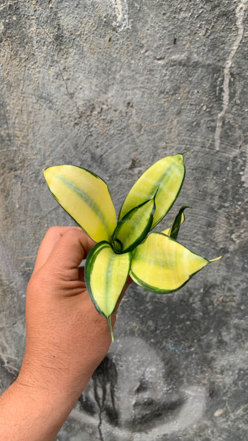 Sansevieria Futura Hendrika Golden Solid, real gallery image #16 plants. Picture taken directly from kaktus.id community Sansevieria farmer green houses.