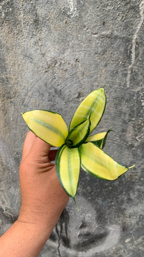 Sansevieria Futura Hendrika Golden Solid, real gallery image #4 plants. Picture taken directly from kaktus.id community Sansevieria farmer green houses.