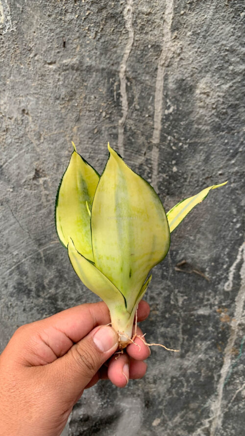 Sansevieria Futura Hendrika Golden Solid, real gallery image #20 plants. Picture taken directly from kaktus.id community Sansevieria farmer green houses.